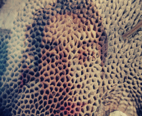 Kimoni profile picture